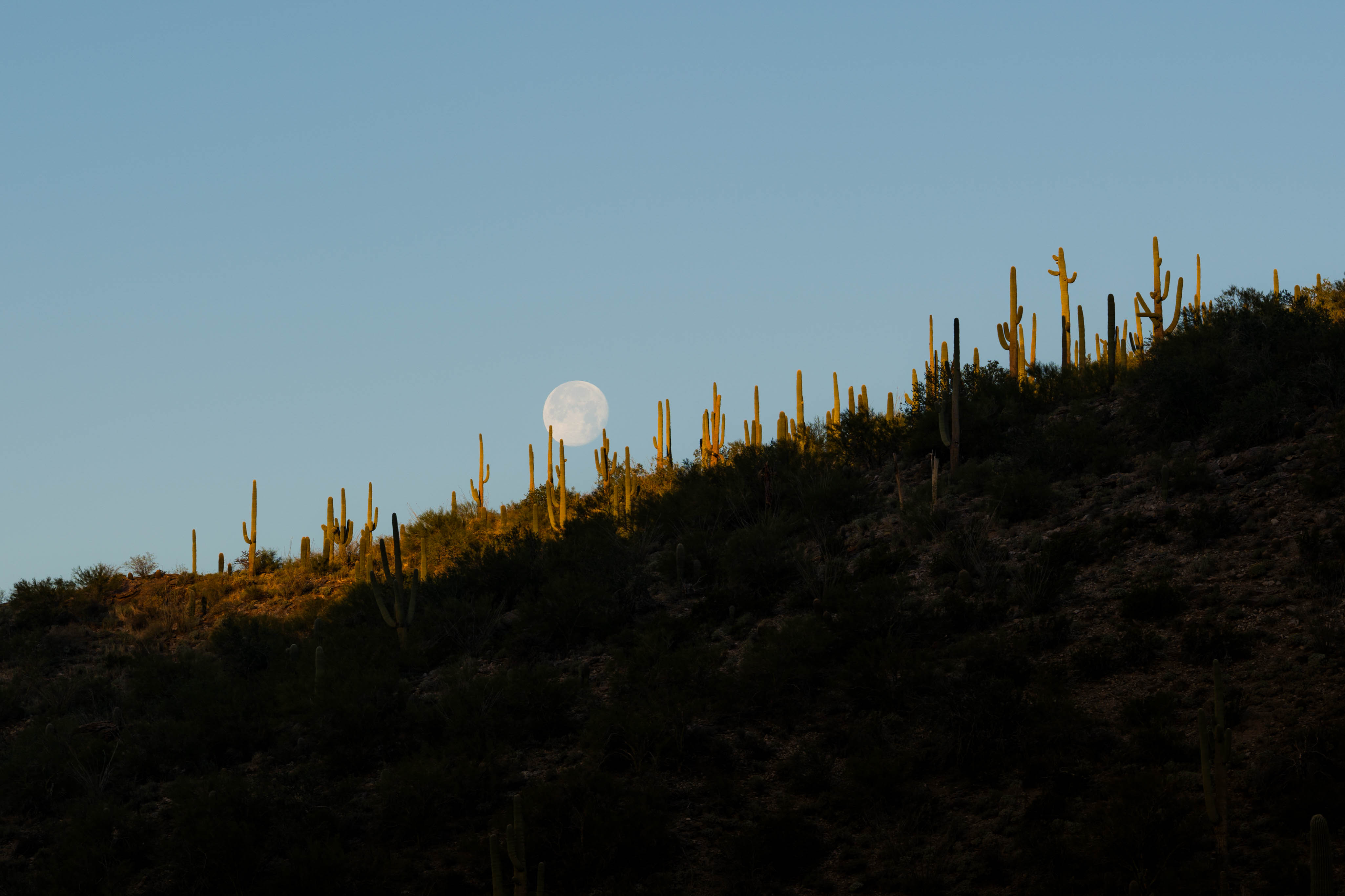 Dove Mountain photography